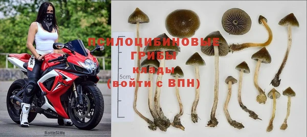сатива Ростов